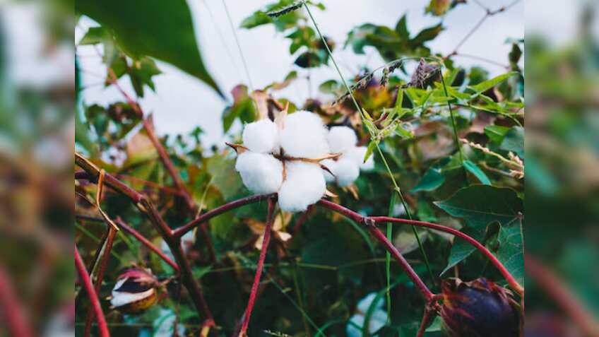 देश के 11 राज्यों के किसानों को तोहफा! सरकार ने रिकॉर्ड 550 कपास खरीद केंद्र शुरू किए