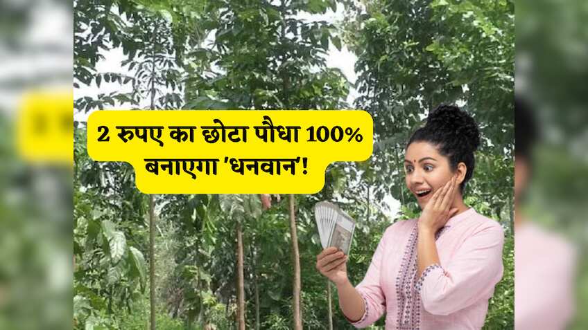 2 रुपए का छोटा सा पौधा 100% बनाएगा 'धनवान'! ताबड़तोड़ मुनाफा वाली है ये खेती,किसान जानें सब्सिडी से लेकर इसके बारे में A TO Z सब