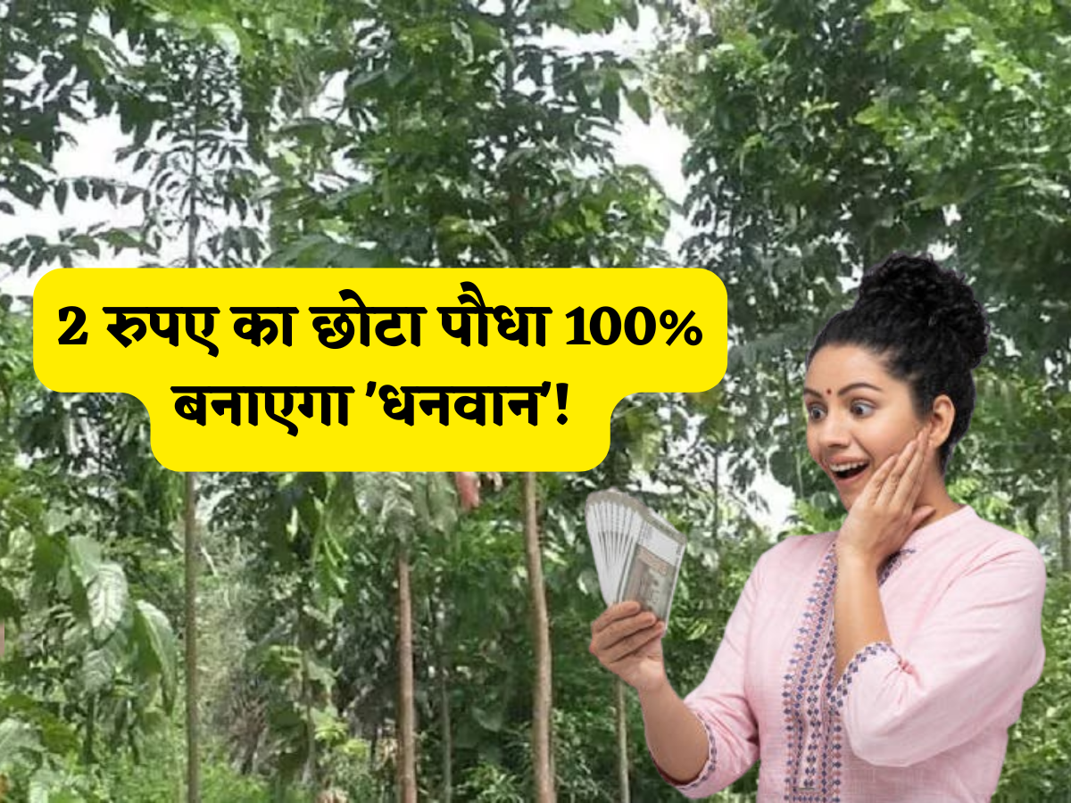 2 रुपए का छोटा सा पौधा 100% बनाएगा 'धनवान'! ताबड़तोड़ मुनाफा वाली है ये खेती,किसान जानें सब्सिडी से लेकर इसके बारे में A TO Z सब