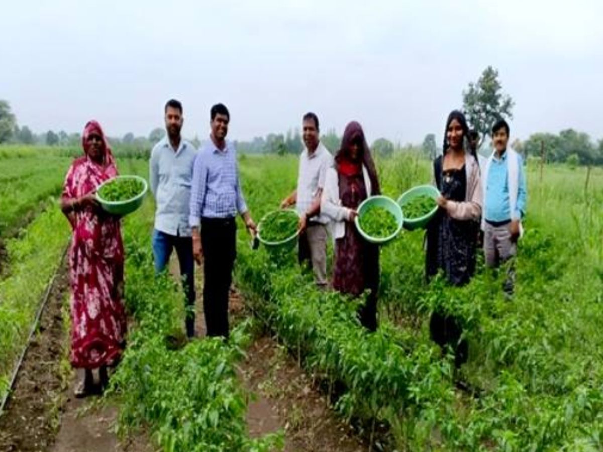 Watershed Mission: कलस्टर आधारित सब्जी उत्पादन से संवर रही किसानों की तकदीर, ₹50,000 तक हो रही कमाई