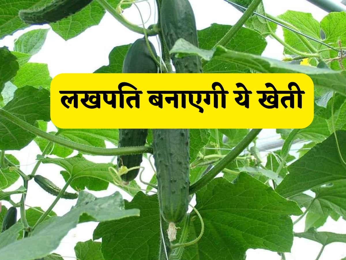 लखपति बनाएगी ये खेती! 30 दिन में किसानों की झोली में गिरेगा मुनाफा,उगाने का तरीका और प्रॉफिट का पूरा हिसाब-किताब समझें