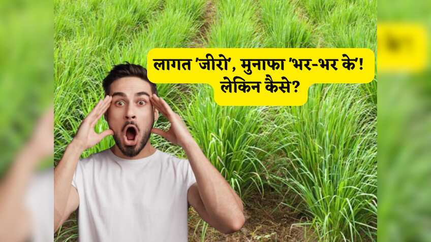 लागत 'जीरो', मुनाफा 'भर-भर के'! हर किसान के लिए पैसा कमाने का 'सोना उगलने' वाला ऑप्शन हैं ये खेती, जानें स्मार्ट प्रोसेस!