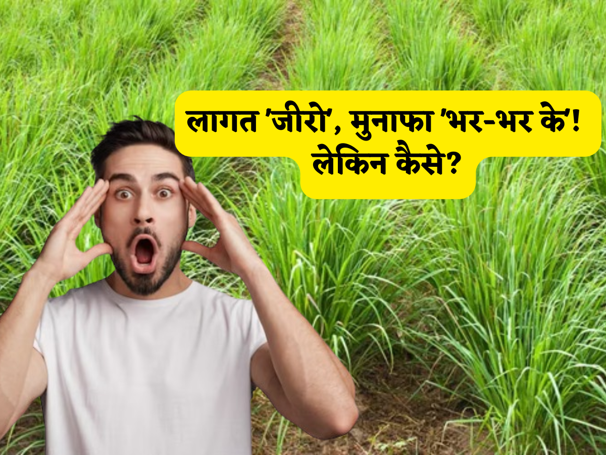 लागत 'जीरो', मुनाफा 'भर-भर के'! हर किसान के लिए पैसा कमाने का 'सोना उगलने' वाला ऑप्शन हैं ये खेती, जानें स्मार्ट प्रोसेस!