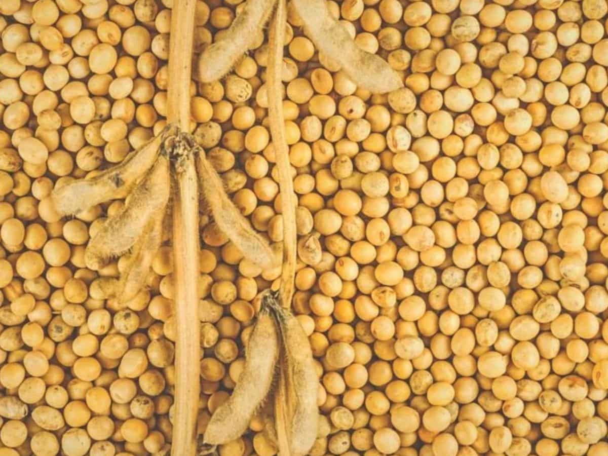 ‘पीले सोने’ पर मौसम की मार! पैदावार में 20.50 लाख टन की गिरावट का अनुमान