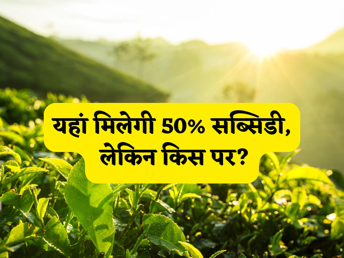 बिहार बनेगा 'चाय का हब'! सरकार की 'सुनहरी' योजना में पाएं 50% सब्सिडी, ₹75,000 के शेड पर सीधा ₹37,500 की छूट!