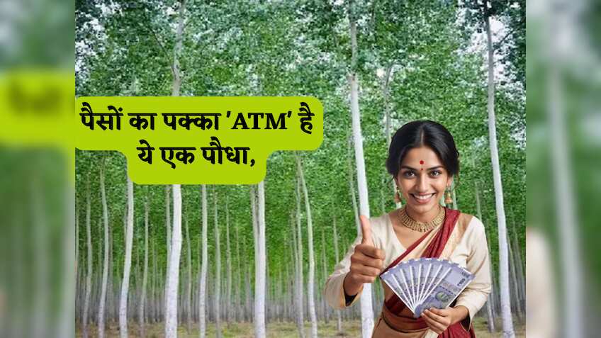 पैसों का पक्का 'ATM' है ये एक पौधा, बंजर जमीन में भी देगा किसानों को सबसे तगड़ा मुनाफा, सरकार भी देगी है धांसू सब्सिडी