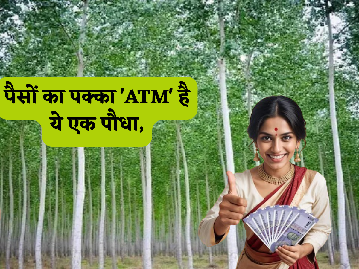 पैसों का पक्का 'ATM' है ये एक पौधा, बंजर जमीन में भी देगा किसानों को सबसे तगड़ा मुनाफा, सरकार भी देगी है धांसू सब्सिडी