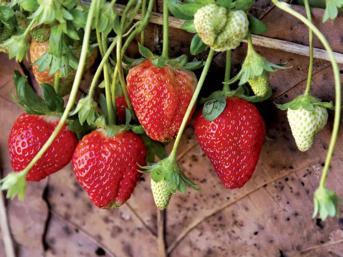 सर्दियों में स्ट्रॉबेरी की खेती से कमाएं मोटा मुनाफा, सरकार दे रही ₹3 लाख की सब्सिडी, फटाफट करें आवेदन