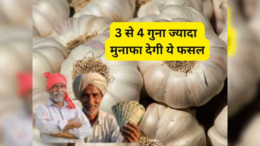 धान-गेहूं से 3-4 गुना ज्यादा कमाई कराएगी ये फसल, रबी सीजन में करें बुवाई, जानें खेती का पूरी तरीका