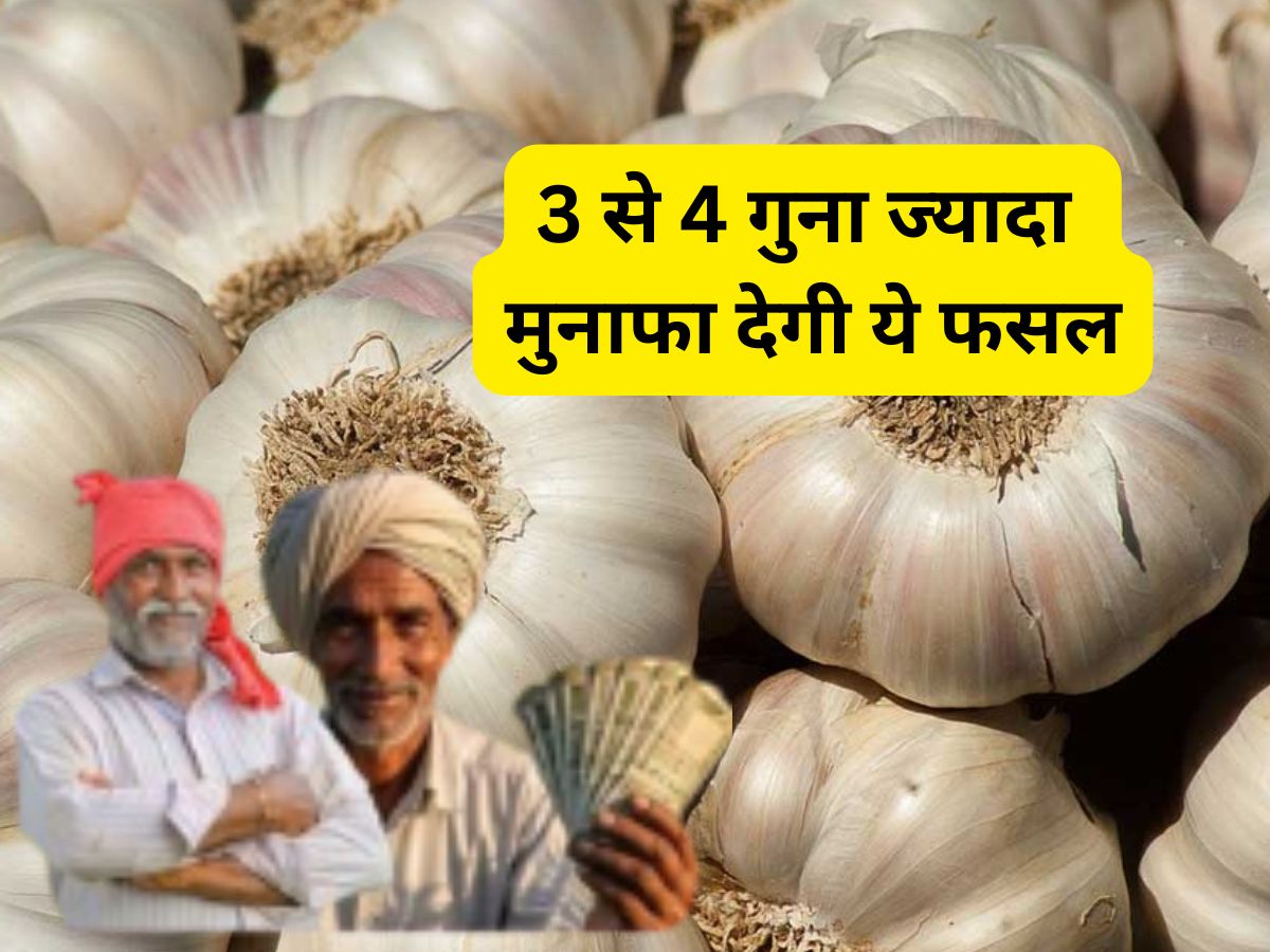 धान-गेहूं से 3-4 गुना ज्यादा कमाई कराएगी ये फसल, रबी सीजन में करें बुवाई, जानें खेती का पूरी तरीका