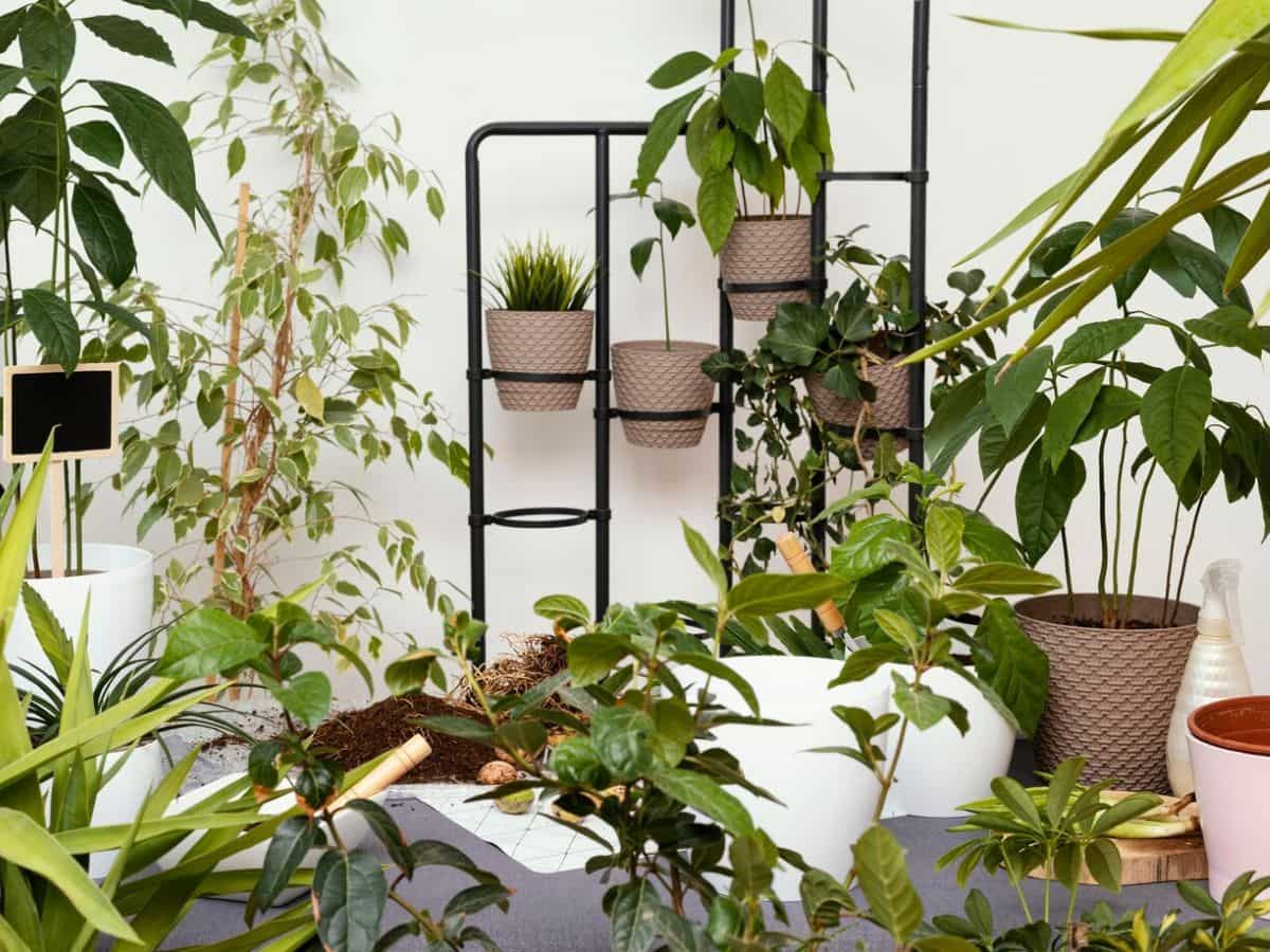 Diwali 2025: घर की बालकनी को सजाना है तो ये प्‍लांट्स लगाइए, आसपास का प्रदूषण सोखेंगे और घर को बना देंगे 'ऑक्‍सीजोन'