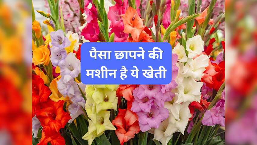 पैसा छापने की मशीन है ये खेती! 60-90 दिनों में तैयार हो जाते हैं फूल, जानें खेती का पूरा तरीका