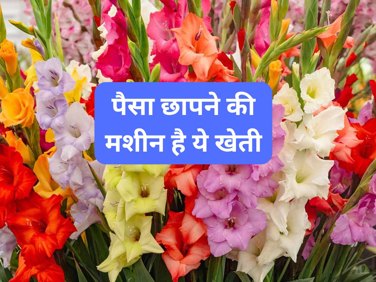 पैसा छापने की मशीन है ये खेती! 60-90 दिनों में तैयार हो जाते हैं फूल, जानें खेती का पूरा तरीका