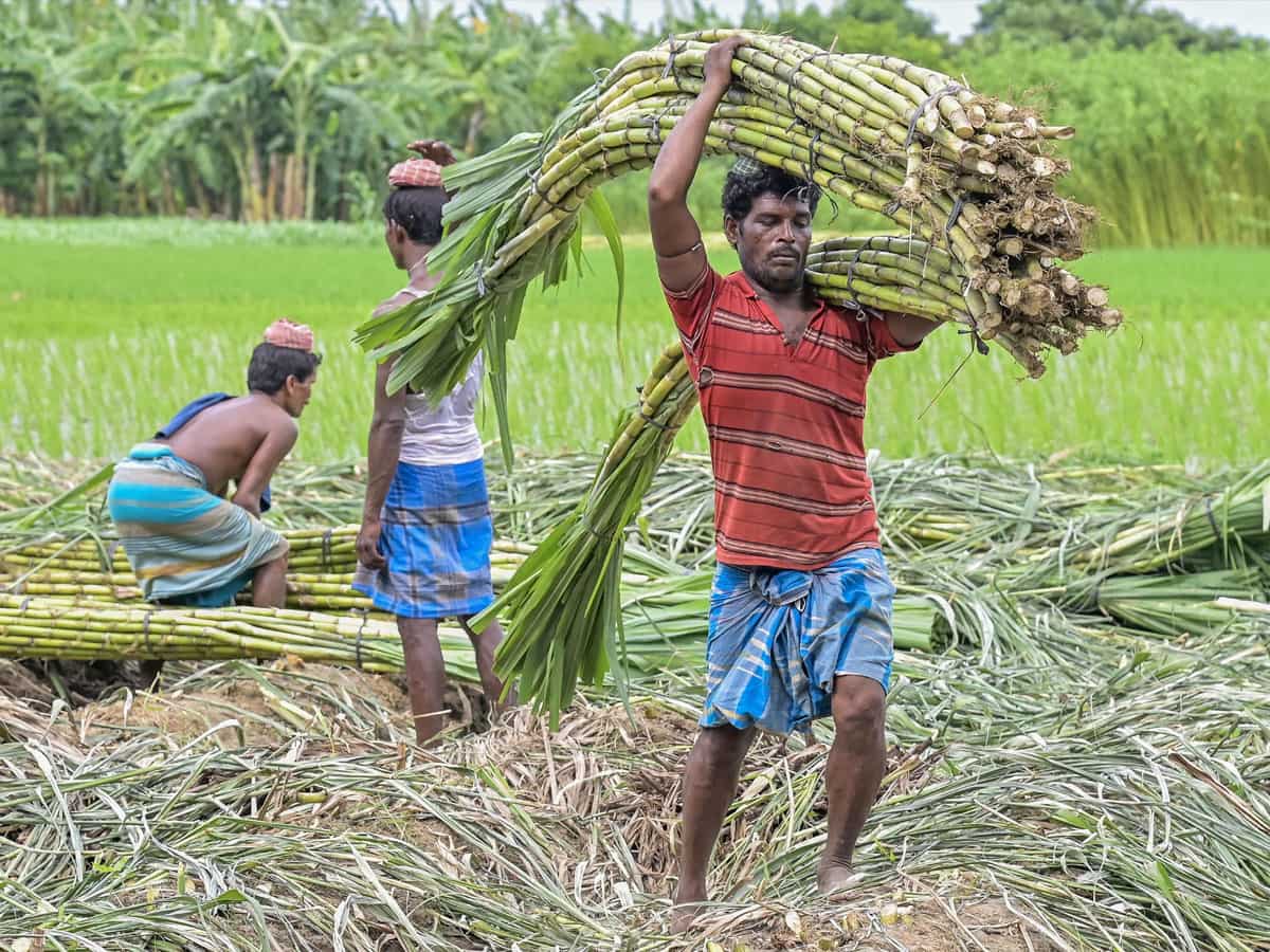 हरियाणा सरकार का किसानों को दीपावली से पहले  तोहफा, गन्ने के दाम 15 रुपए प्रति क्विंटल बढ़ाए