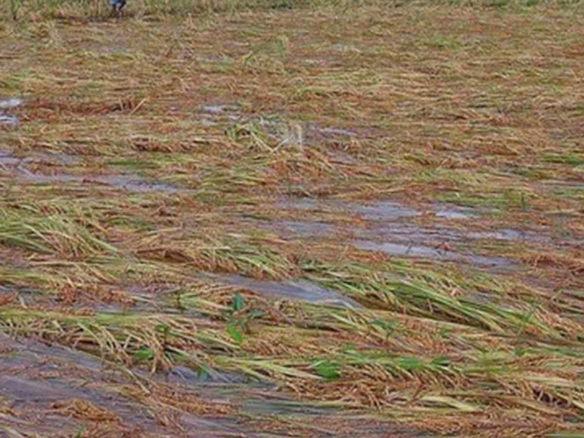 तमिलनाडु में भारी बारिश से डूबीं धान की फसलें, किसानों को भारी नुकसान की आशंका, सरकार से की ये मांग