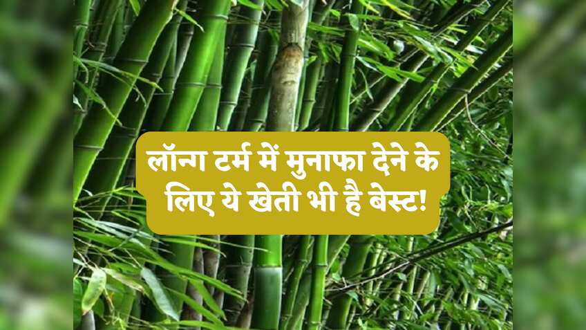 स्टॉक्स ही नहीं लॉन्ग टर्म में मुनाफा देने के लिए ये खेती भी हैं बेस्ट! एक बार लगा दिया दांव तो सालों का मुनाफा पक्का, पड़ोसी भी पूछेंगे सीक्रेट