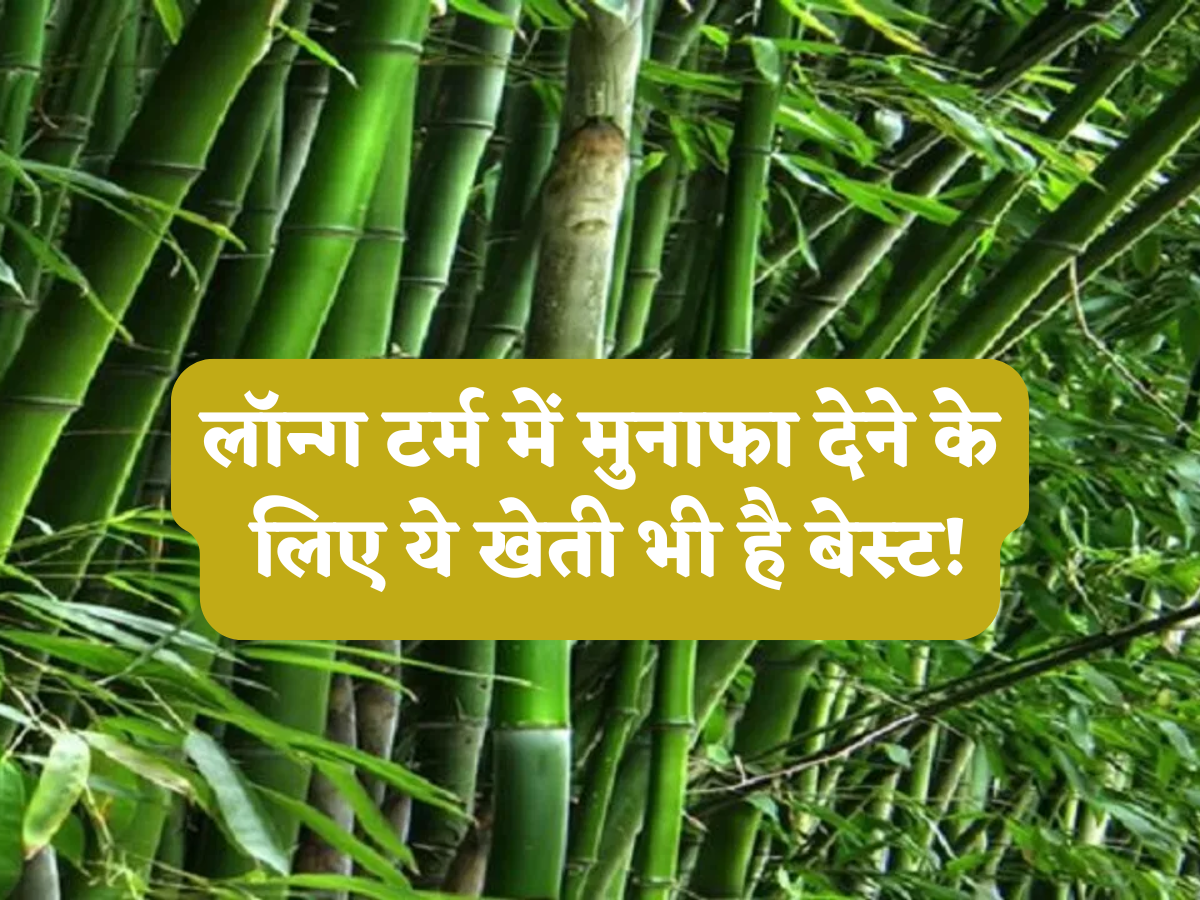 स्टॉक्स ही नहीं लॉन्ग टर्म में मुनाफा देने के लिए ये खेती भी हैं बेस्ट! एक बार लगा दिया दांव तो सालों का मुनाफा पक्का, पड़ोसी भी पूछेंगे सीक्रेट