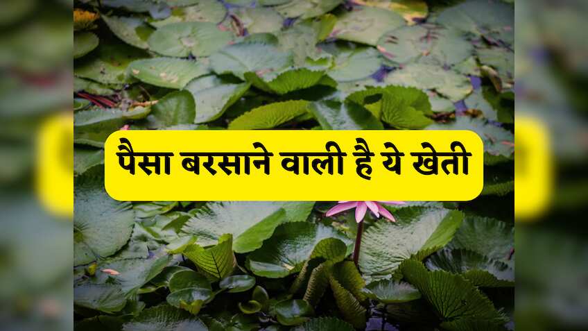 इस एक खेती से बनें धनवान, 10 से 20 लाख तक का मुनाफा देगी ये फसल! सब्सिडी से लेकर खेती का तुरंत जानें पूरा प्रोसेस