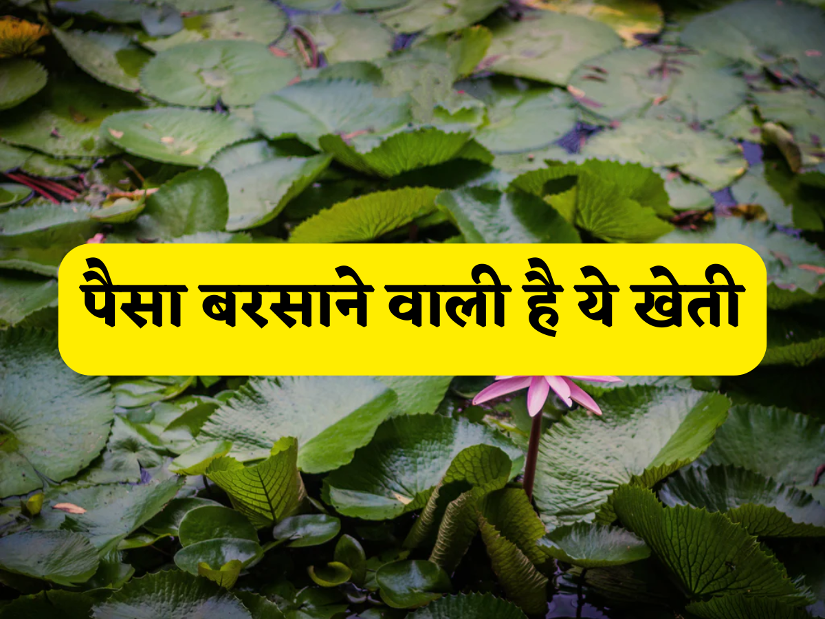 इस एक खेती से बनें धनवान, 10 से 20 लाख तक का मुनाफा देगी ये फसल! सब्सिडी से लेकर खेती का तुरंत जानें पूरा प्रोसेस