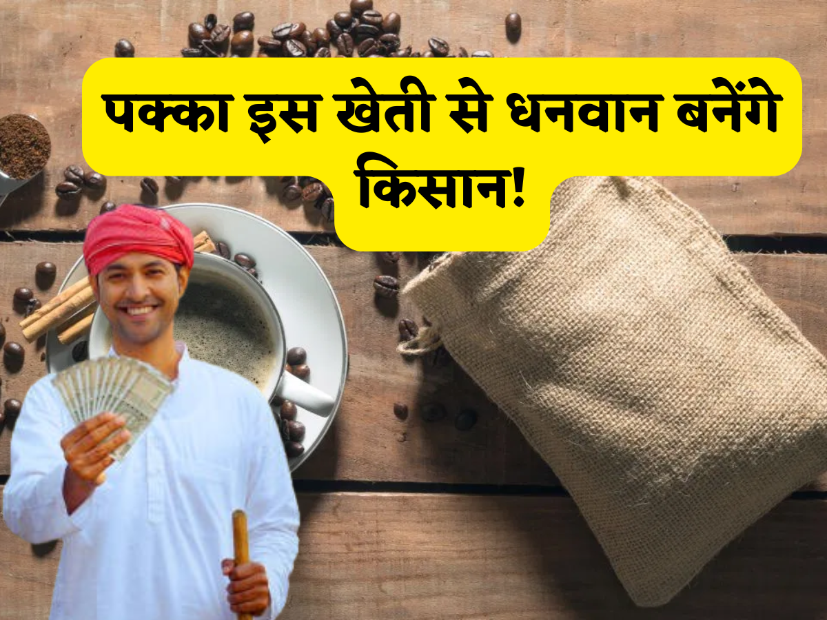 कोरापुट कॉफी से मालामाल बनेंगे किसान! क्या है ये और कैसे इसकी खेती से होगी बंपर कमाई? समझें कमाई का फुल कैलकुलेशन