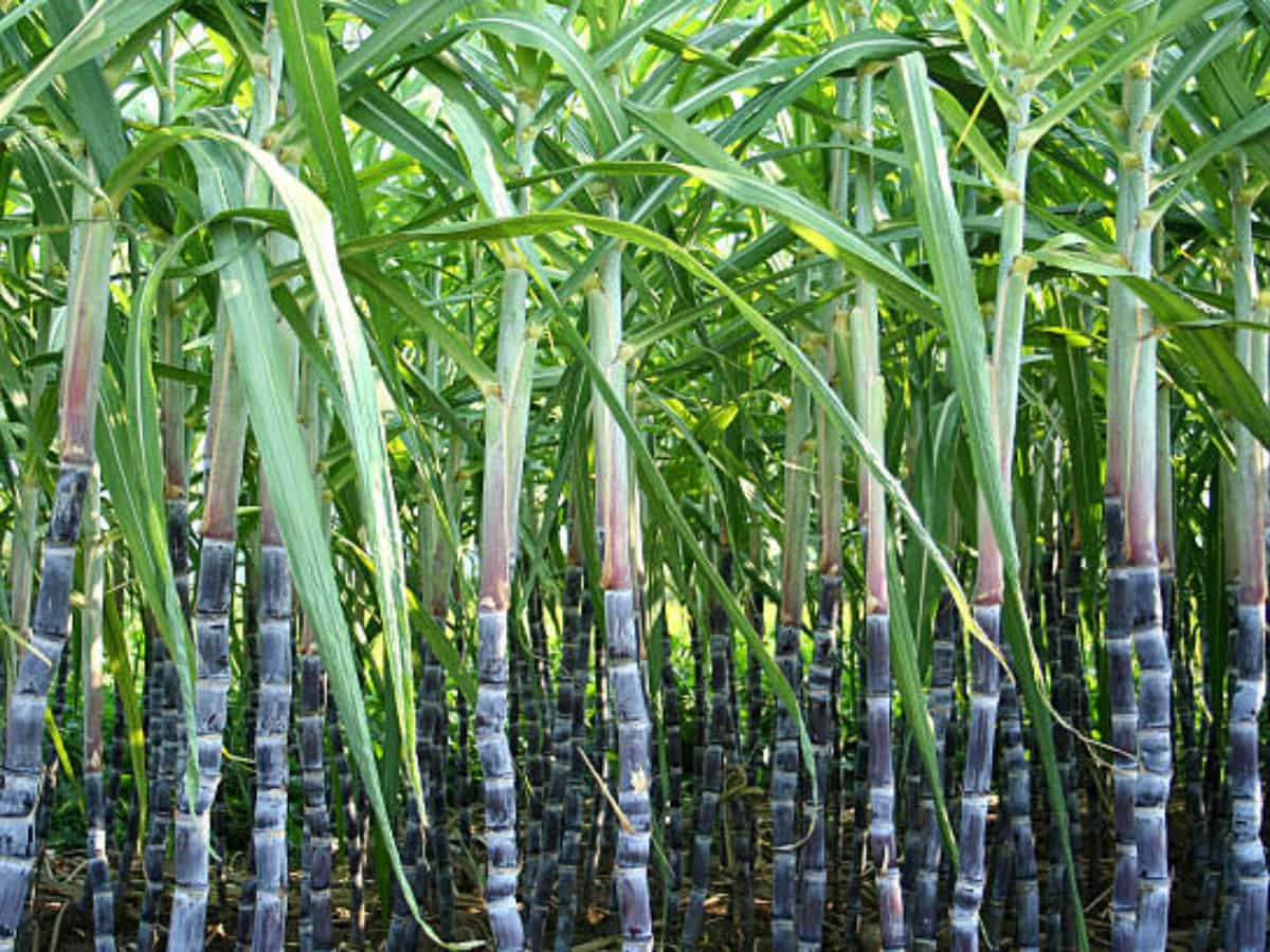 खुशखबरी! UP के गन्ना किसानों को योगी सरकार का बड़ा तोहफा, ₹30 प्रति क्विंटल मूल्य बढ़ा, अब होगी बंपर कमाई!