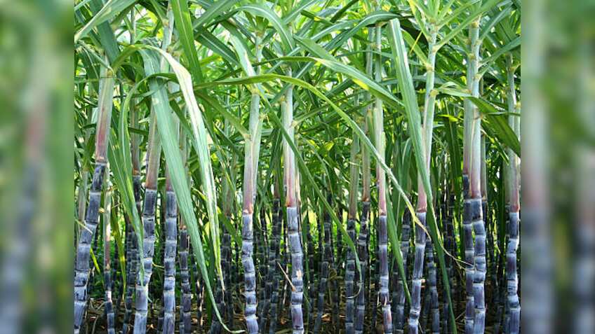 खुशखबरी! UP के गन्ना किसानों को योगी सरकार का बड़ा तोहफा, ₹30 प्रति क्विंटल मूल्य बढ़ा, अब होगी बंपर कमाई!