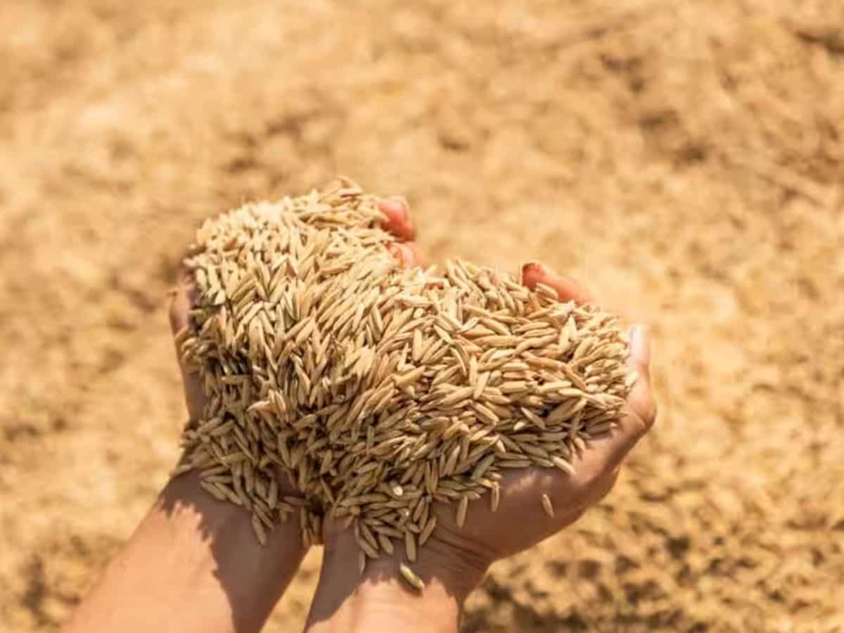 खुशखबरी! पूर्वी यूपी में 1 नवंबर से MSP पर धान की खरीद होगी शुरू, सीधे बैंक खाते में मिलेगा 48 घंटे में भुगतान