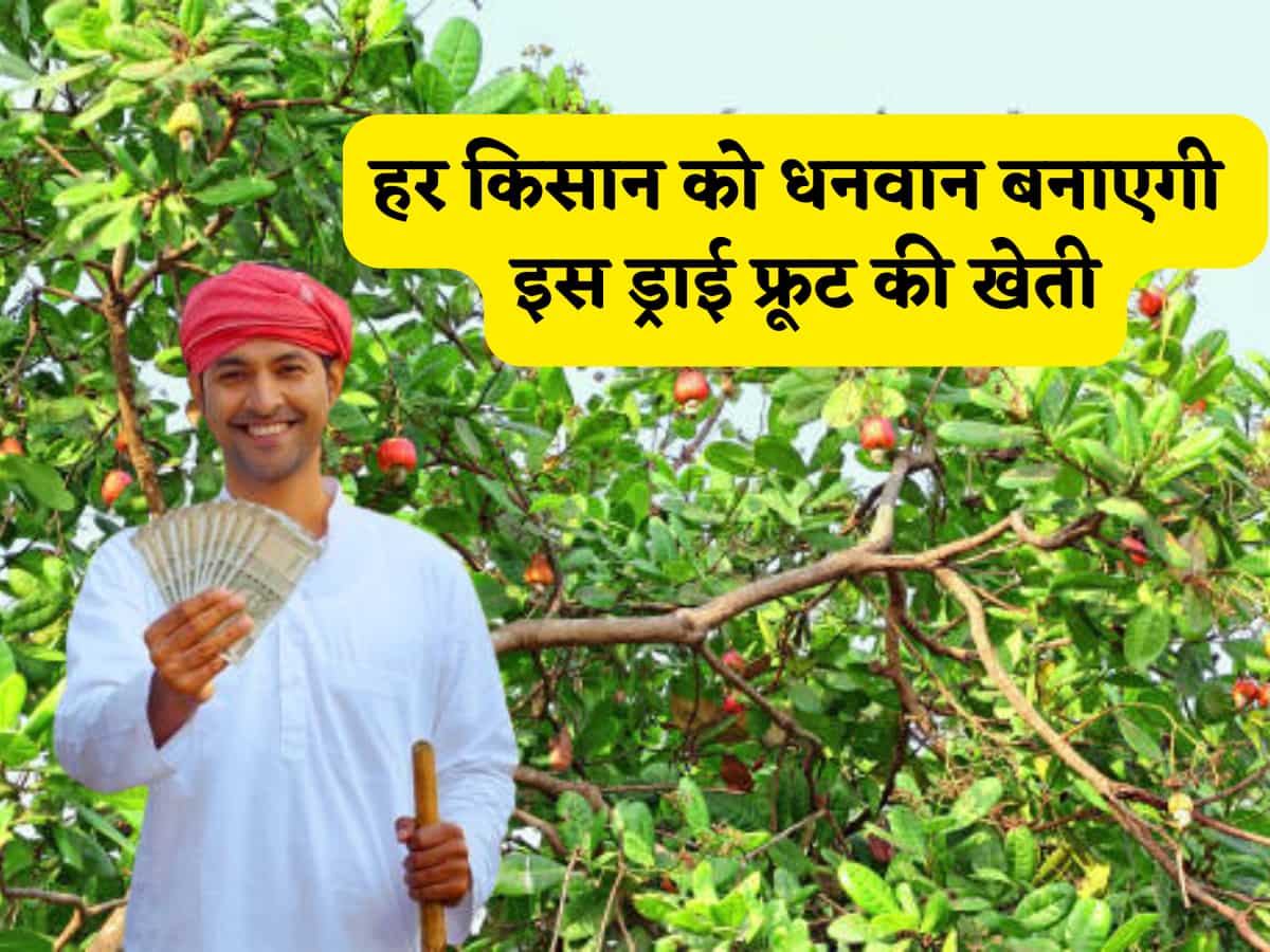 खेत में उगा लिया ये एक ड्राई फ्रूट तो पक्का आप पर होगी पैसों की होगी बारिश! जानें खेती का पूरा प्रोसेस और मुनाफे का फुल प्रूफ कैलकुलेशन