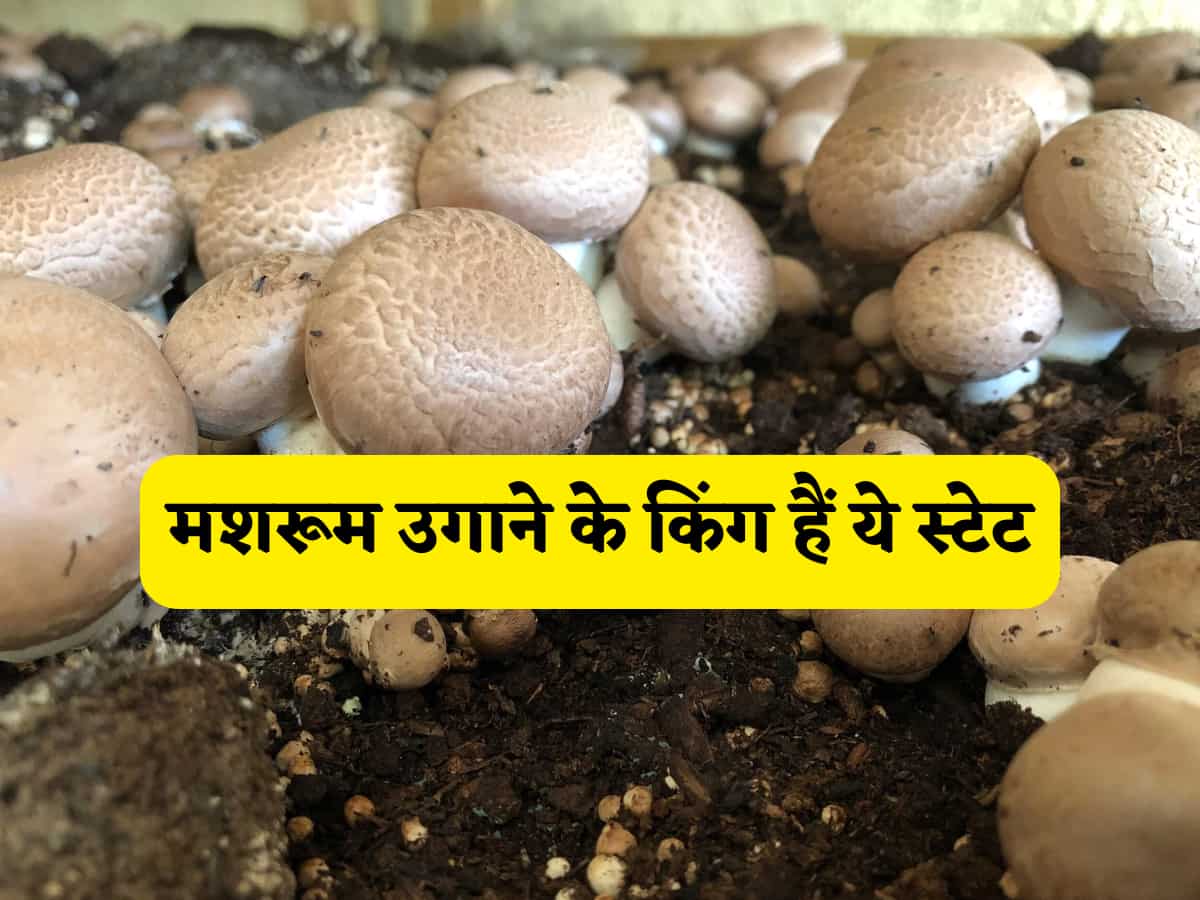 भारत का'मशरूम किंग' कौन है? ये 10 राज्य उगाते हैं देश का 75% से ज़्यादा मशरूम, क्या आपका राज्य भी है लिस्ट में?