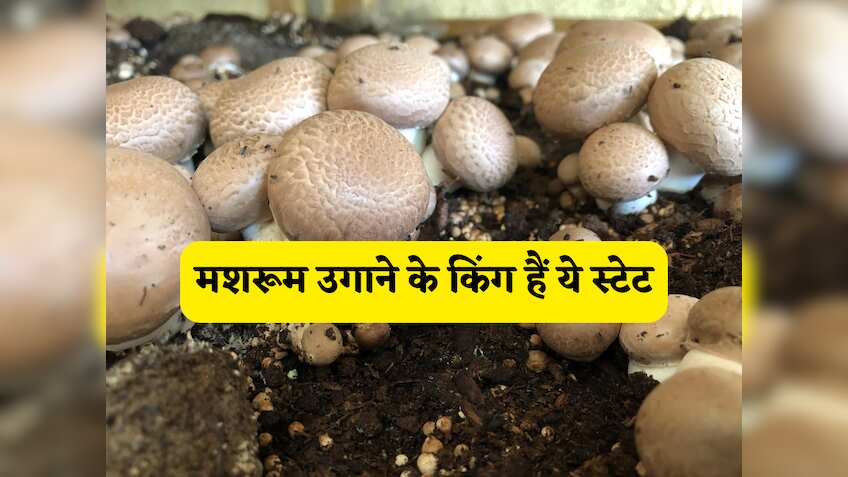 भारत का'मशरूम किंग' कौन है? ये 10 राज्य उगाते हैं देश का 75% से ज़्यादा मशरूम, क्या आपका राज्य भी है लिस्ट में?