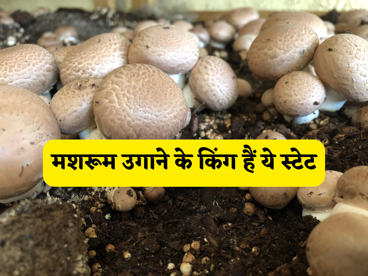 भारत का'मशरूम किंग' कौन है? ये 10 राज्य उगाते हैं देश का 75% से ज़्यादा मशरूम, क्या आपका राज्य भी है लिस्ट में?