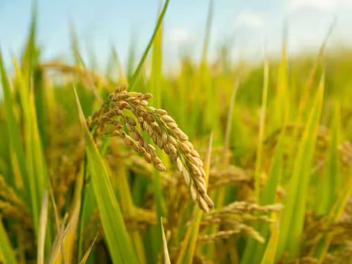 सरकार ने बढ़ाई पंजीयन की तारीख, 16 जिलों के किसान अब 6 नवंबर तक करा सकेंगे धान का रजिस्ट्रेशन