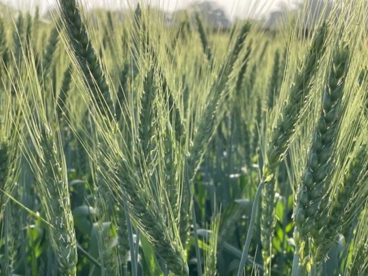 Wheat Cultivation: वैज्ञानिक तरीके से करें गेहूं की बुवाई, बढ़ेगी पैदावार, किसानों को विशेषज्ञों की सलाह