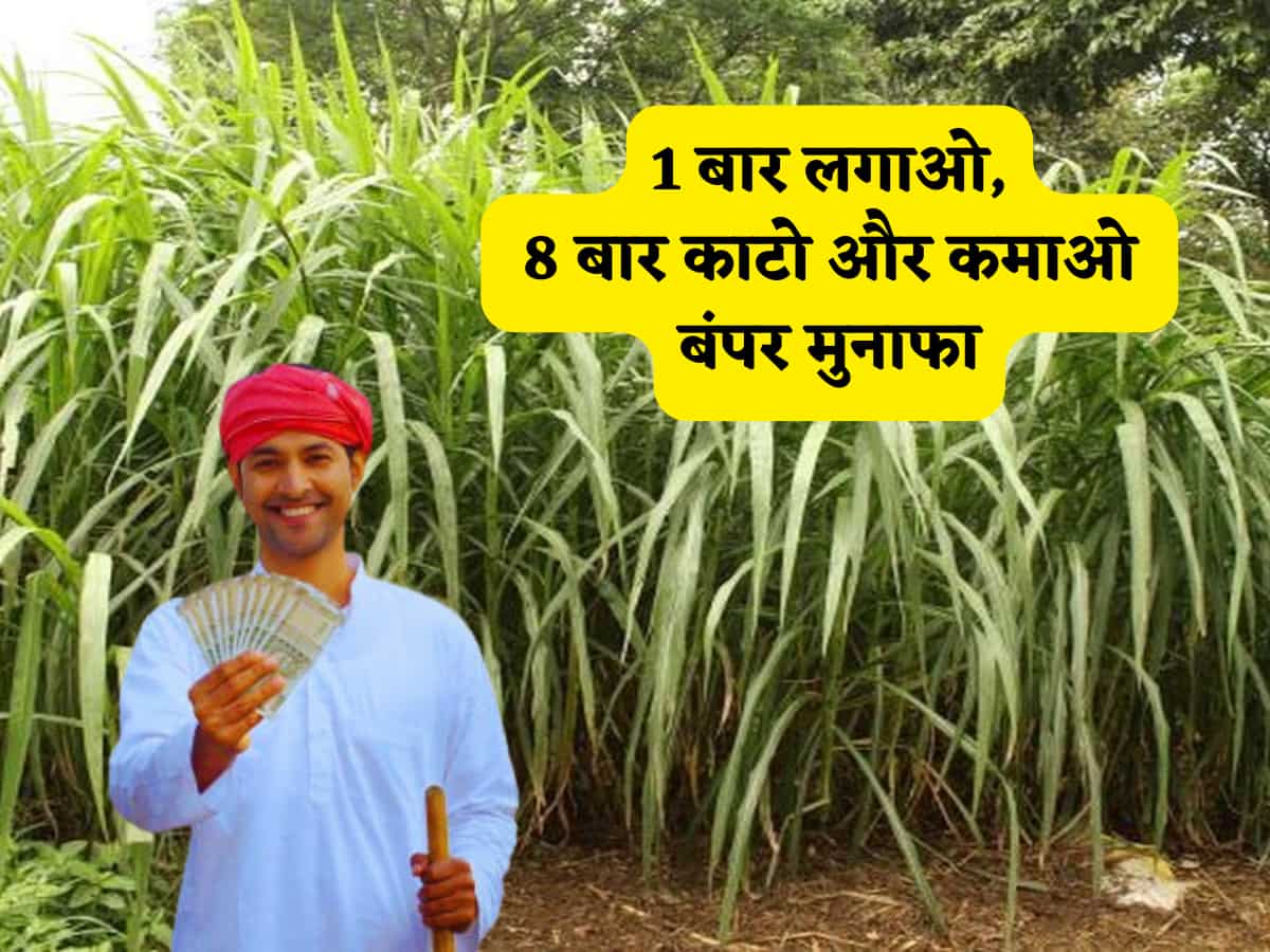 खेती नहीं 'नोट छापने की' मशीन है! 1 बार लगाओ, 7-8 बार काटो और कमाओ बंपर मुनाफा,हर किसी के लिए ये है सबसे बेस्ट ऑप्शन