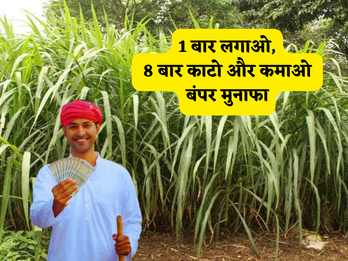 खेती नहीं 'नोट छापने की' मशीन है! 1 बार लगाओ, 7-8 बार काटो और कमाओ बंपर मुनाफा,हर किसी के लिए ये है सबसे बेस्ट ऑप्शन