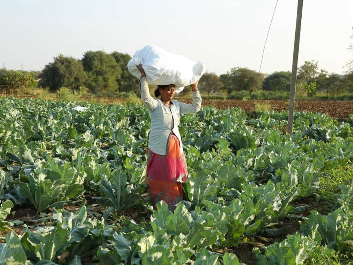 बागवानी अपनाओ, लाखों की सब्सिडी पाओ! हरियाणा सरकार का किसानों को बड़ा तोहफा