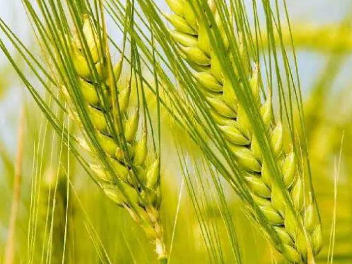 156 दिन में तैयार, 28 क्विंटल तक उपज! किसानों की पसंद बन रही गेहूं की ये किस्म