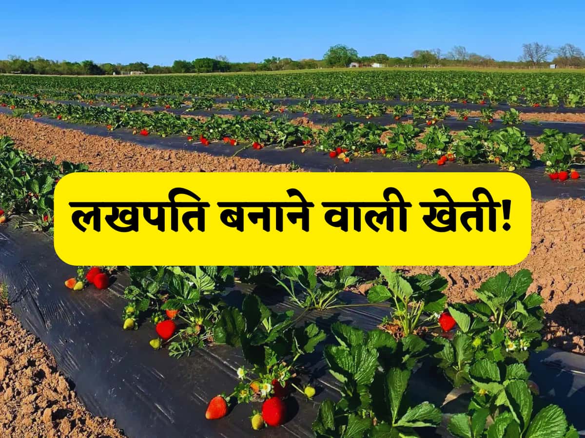 लखपति बनाने वाली खेती! इस एक खेती से किसान बनेगा मालामाल, जानिए पूरा प्रोसेस, खर्च, मुनाफा और सरकारी सब्सिडी का पूरा हिसाब