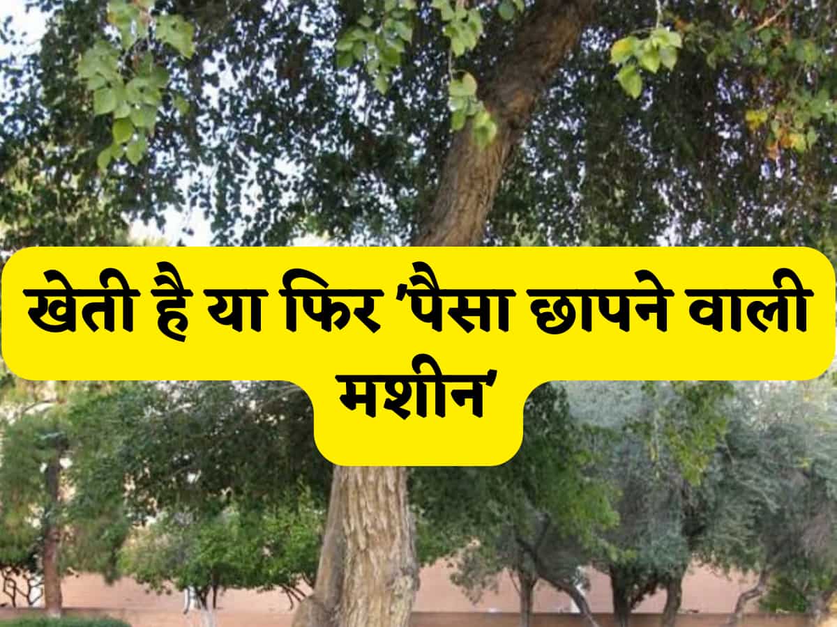 खेती है या फिर 'पैसा छापने वाली मशीन', एक बार समझ लिया तो सालों साल का मुनाफा पक्का, फिर हर किसान बन जाएगा लखपति