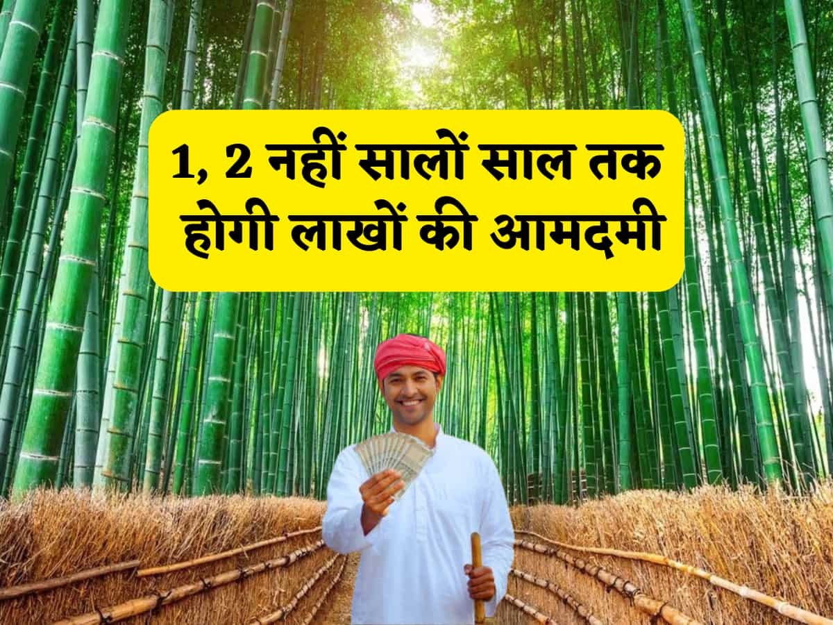 1, 2 नहीं सालों-साल तक होगी लाखों की आमदमी, 50% की सब्सिडी वाली इस खेती को नवंबर में करें शुरू