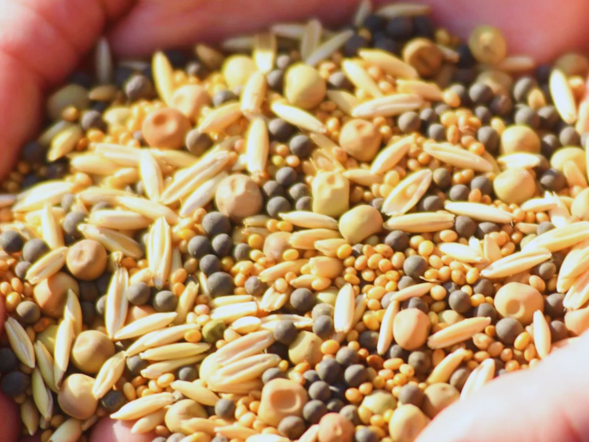 यूपी के किसानों के लिए खुशखबरी! रबी फसलों के बीज पर मिल रही 50% सब्सिडी, सभी जिलों में वितरण शुरू