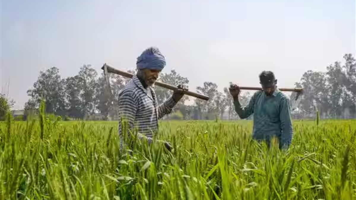 बंपर फसल की उम्मीद! गेहूं की बुवाई का रकबा 17% बढ़ा, 66.23 लाख हेक्टेयर में हुई खेती