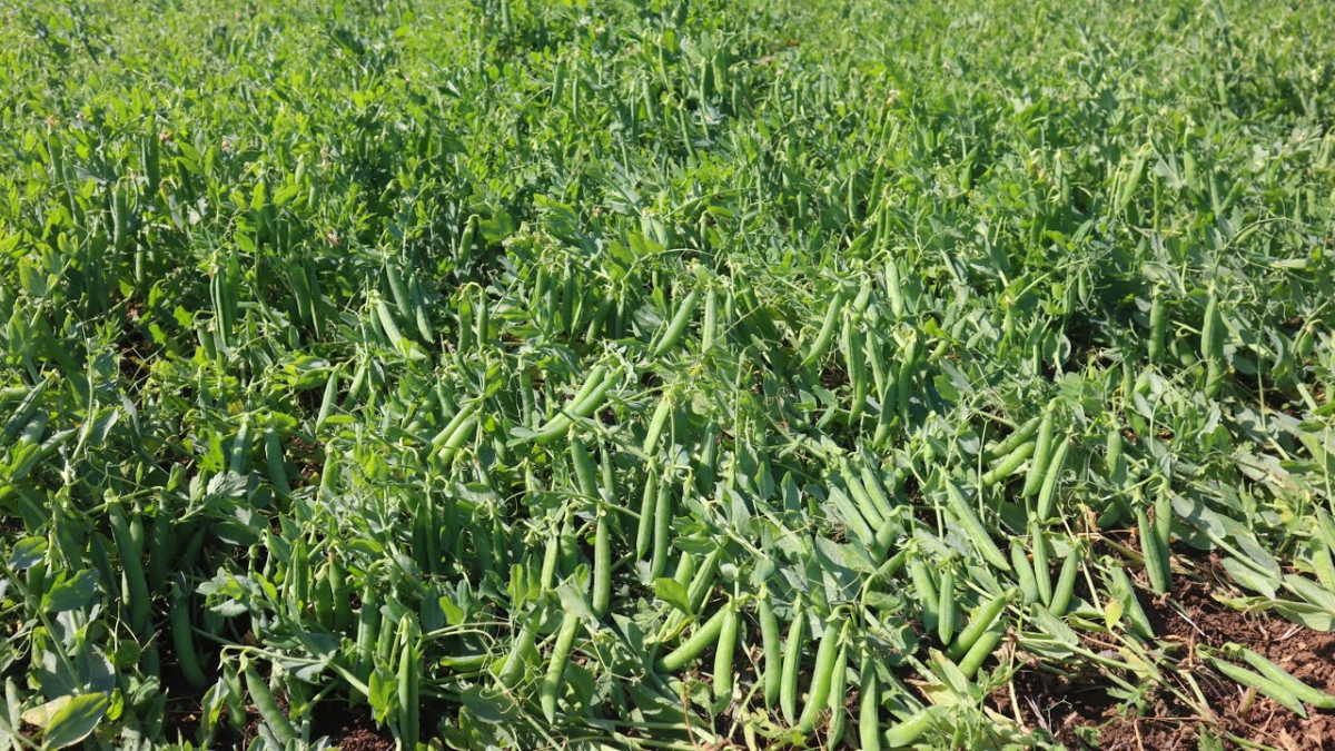 बस 60 दिन में मुनाफे से भरेगी झोली,इस एक खेती को उगाएं किसान फिर फरवरी-मार्च में कमाएं पैसा ही पैसा, जानें खेती का पूरा प्रोसेस