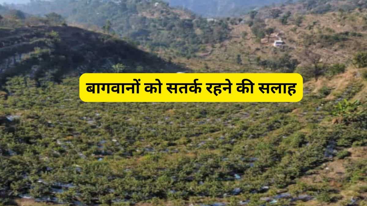 Farming Tips: सर्दियों में फलदार पौधों को कोहरे और पाले से कैसे बचाएं? एक्‍सपर्ट ने बताए ये जरूरी उपाय