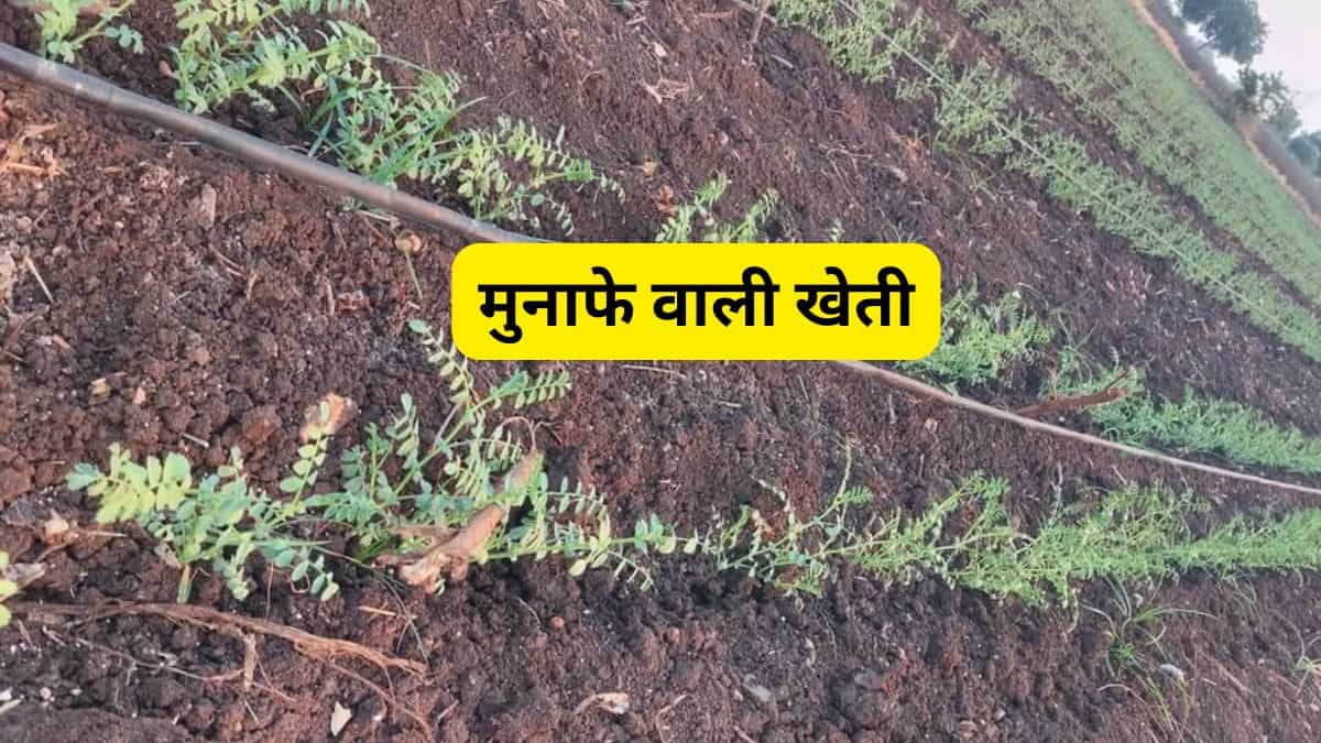 3 से 4 महीने में मालामाल बनाने वाली है ये खेती! जानिए बुवाई से कटाई तक की पूरी जानकारी