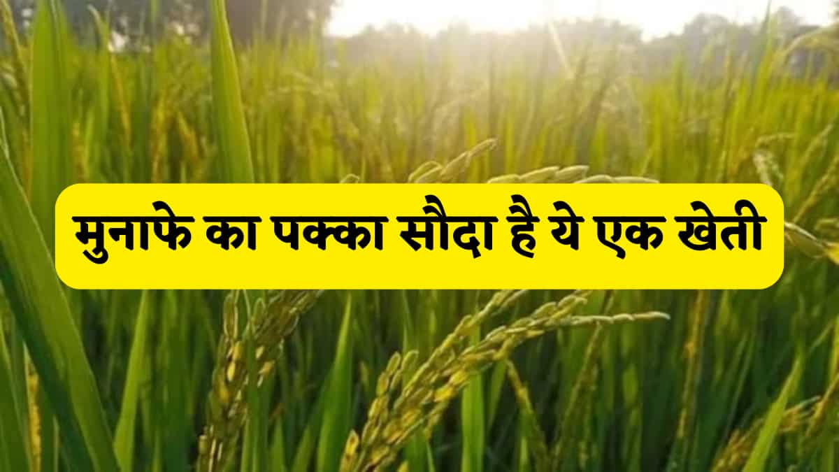 मुनाफे का पक्का सौदा है 'ब्राउन राइस' की खेती,एक बार समझ लिया प्रोसेस तो लखपति बनना है तय, जानिए A to Z सारी जानकारी