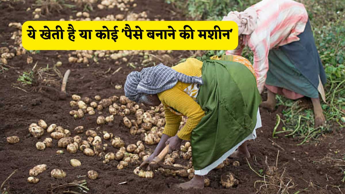 ये खेती है या कोई 'पैसे बनाने की मशीन', एक बार कर ली तो 'धनवान'बनेगा किसान! मुनाफे का कैलकुलेशन और सब्सिडी जानें