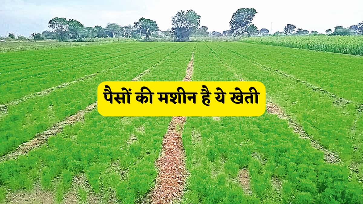 पैसों की मशीन है ये खेती, हर घर में है इसकी बंपर डिमांड, एक बार किसान ने उगा ली फसल तो 'धनवान' बनना है तय
