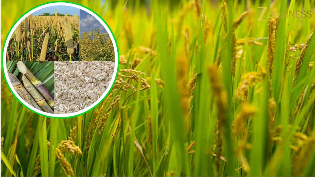 खरीफ फसलों का इस बार झंडा! 173 मिलियन टन से ऊपर जा सकता है उत्पादन, सरकार ने दिया बड़ा अपडेट