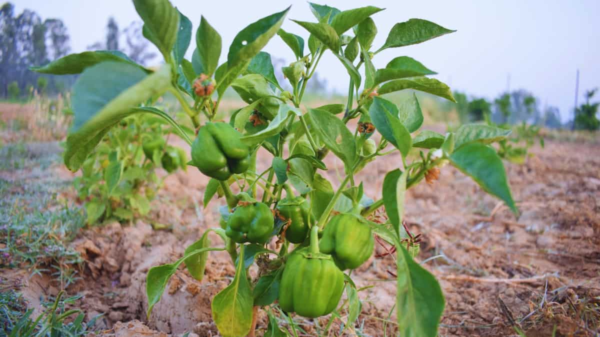 सर्दियों का 'हरा सोना': ये फसल बनी किसानों की ‘नोट छापने की मशीन’, मुनाफे देख उड़ जाएंगे होश